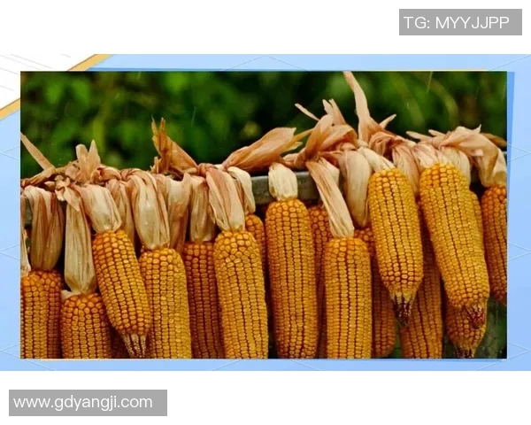 从零起步掌握乒乓球技巧与意识的全面指南与实战经验分享 从零起步掌握乒乓球技巧与意识的全面指南与实战经验分享